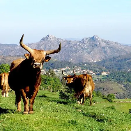 As Termas 게스트하우스 3*