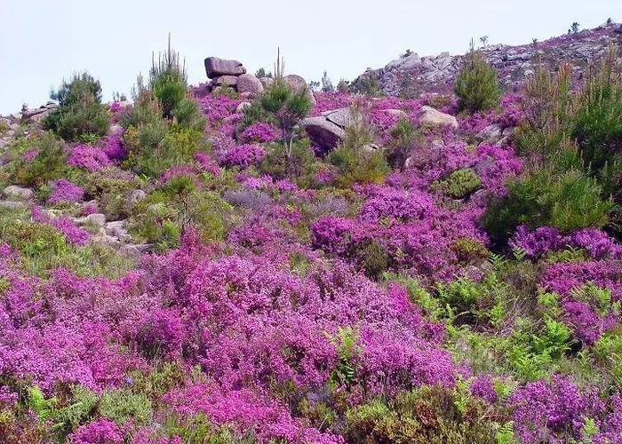 As Termas 3* Бубасес