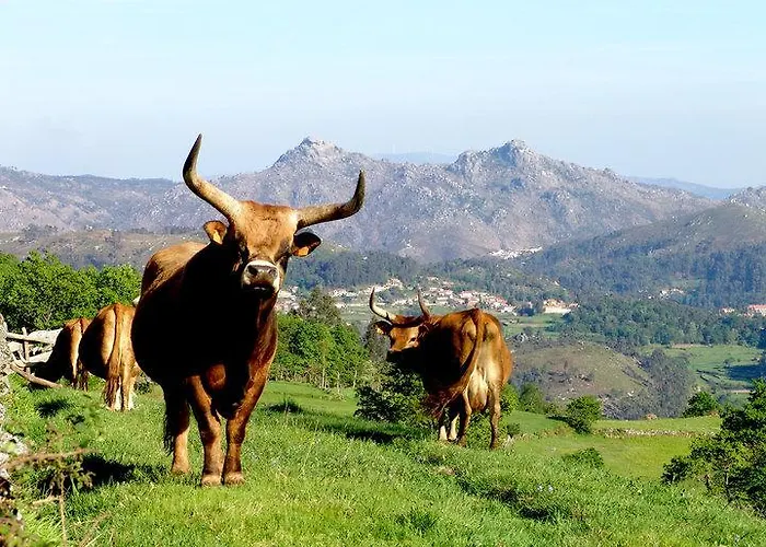 As Termas Гостевой дом 3*